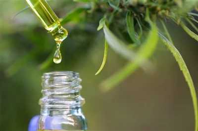 CBD vs THC: Semua yang anda perlu tahu