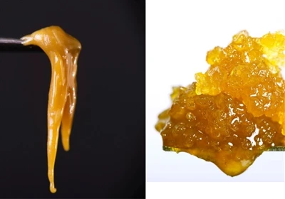 Live Resin vs Live Rosin: Apa perbezaannya?